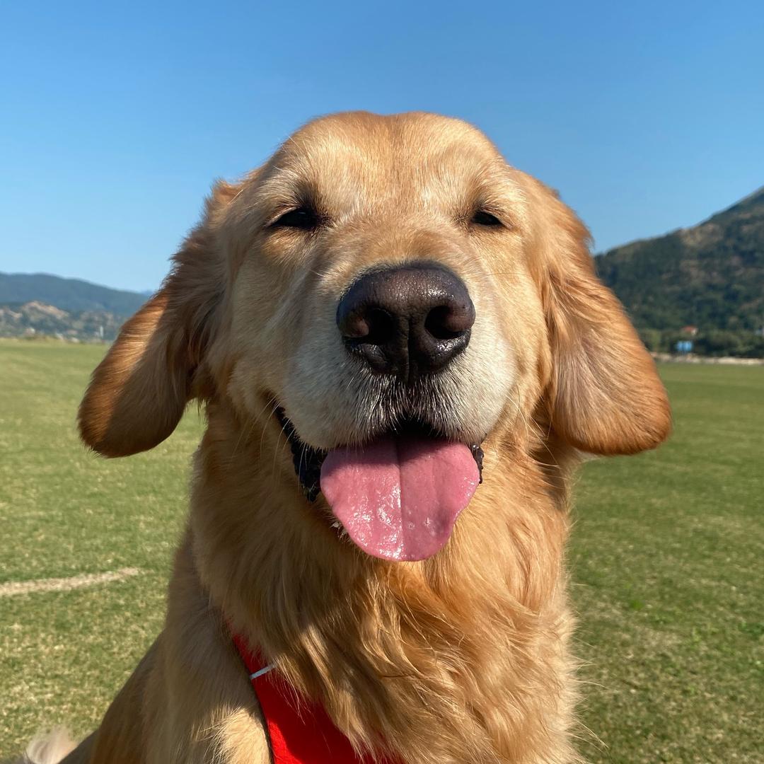 旺财和nico的两脚兽@抖音