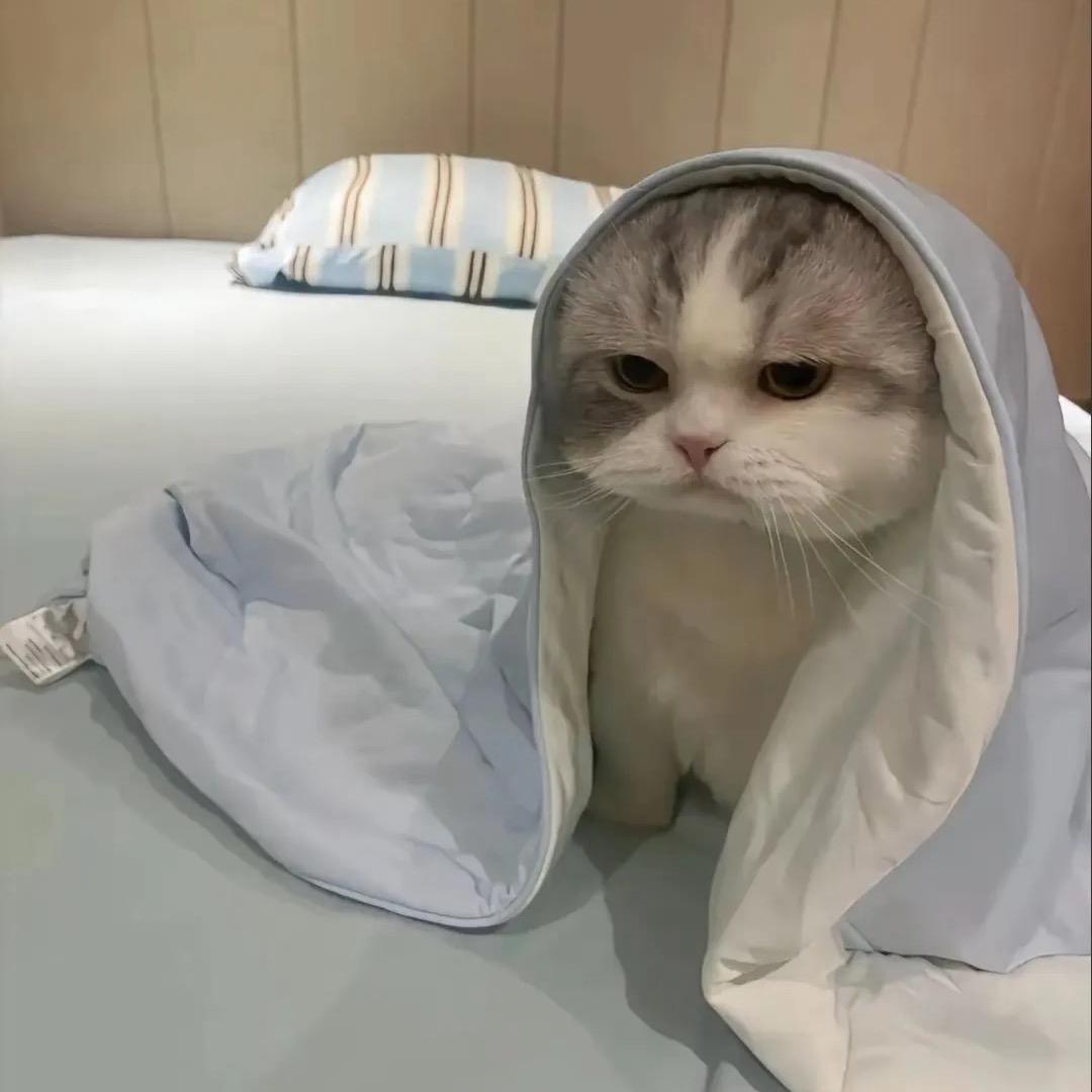 章鱼公主👑