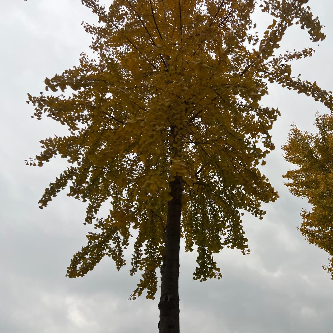 故事的小黄花、