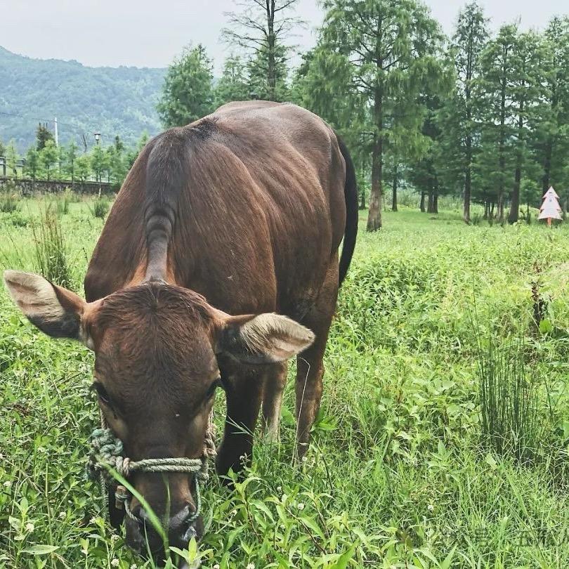 00后养牛小伙🐮