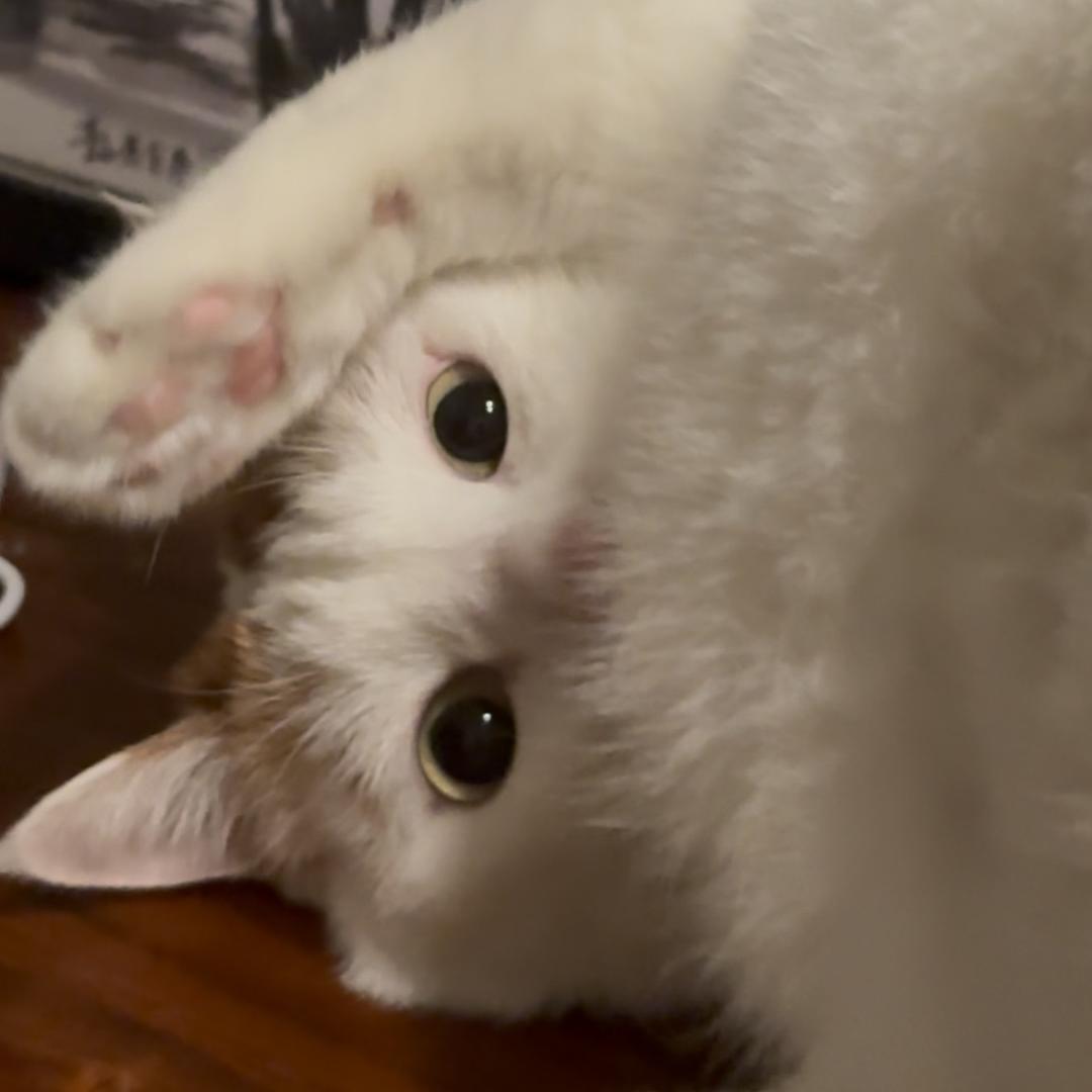六子是只猫