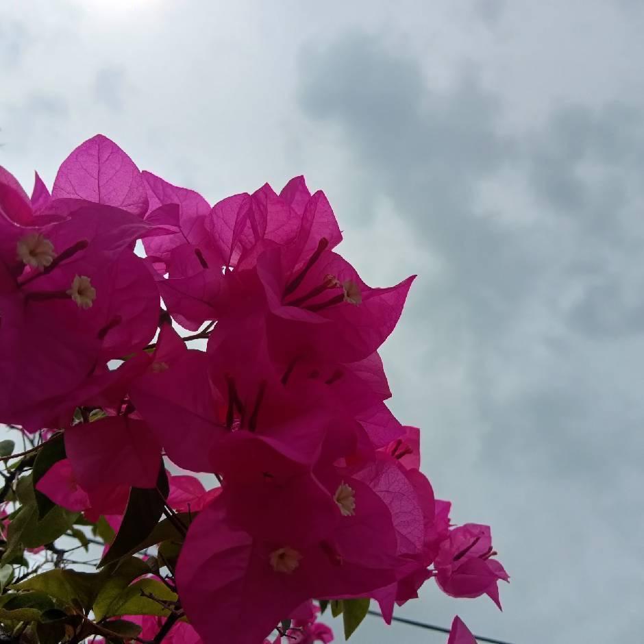 南宁市坦民花木场