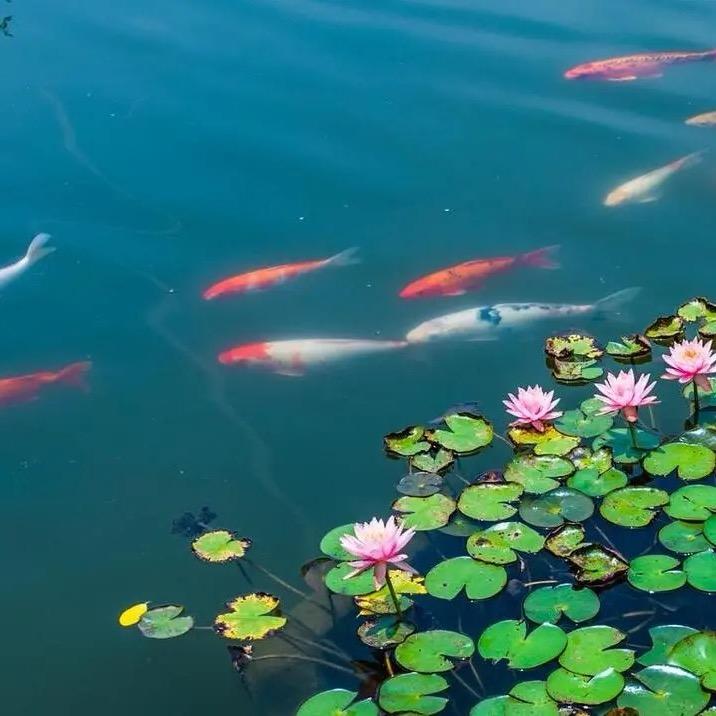 鱼宝宝鱼苗场
