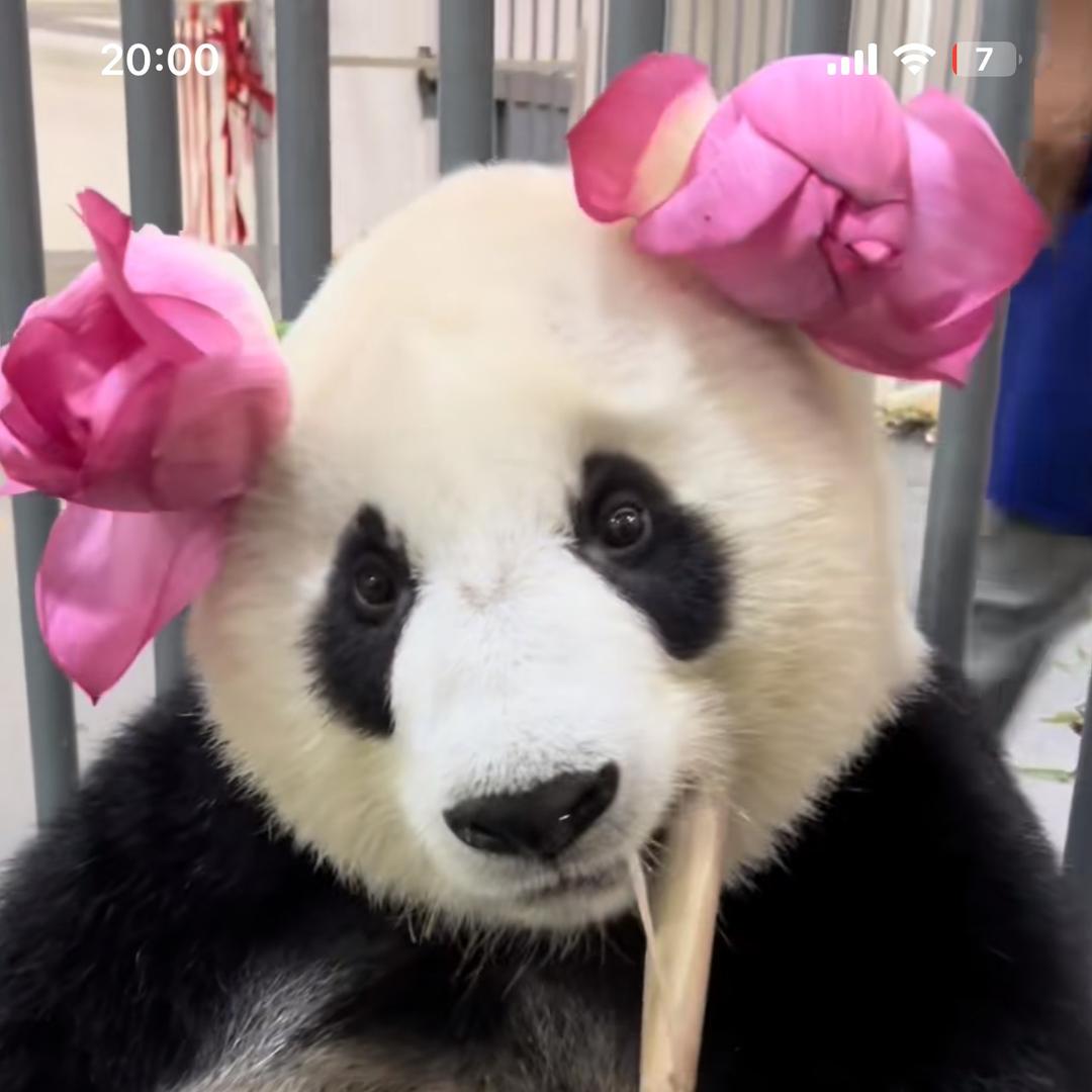 鼓捣猫妮