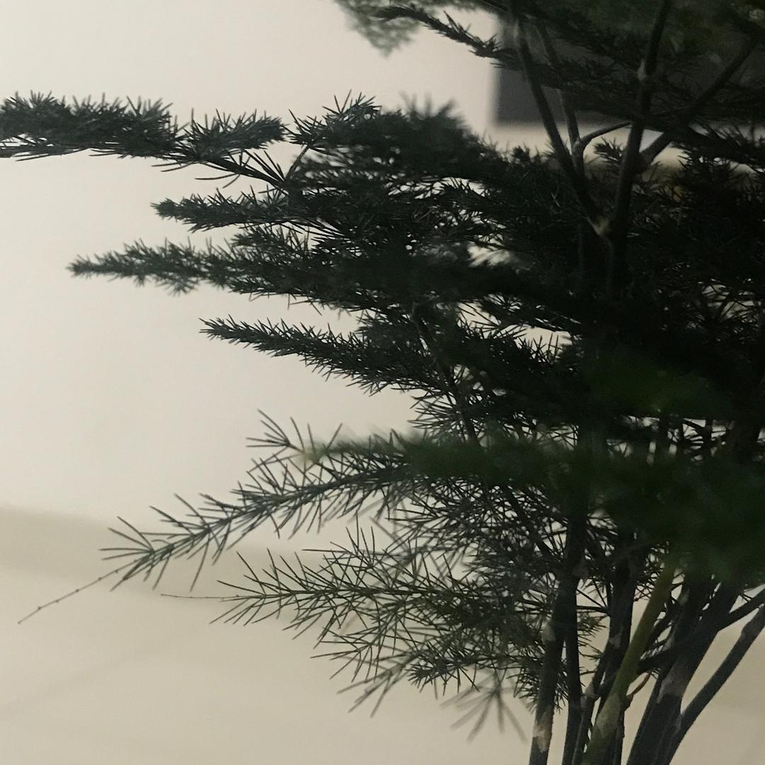 呆头呆脑