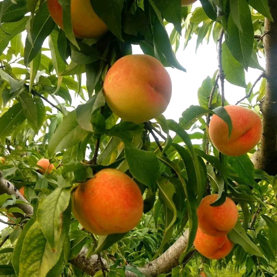 小鲜园水果农场