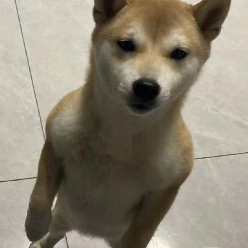 访斗（地铁逃生）