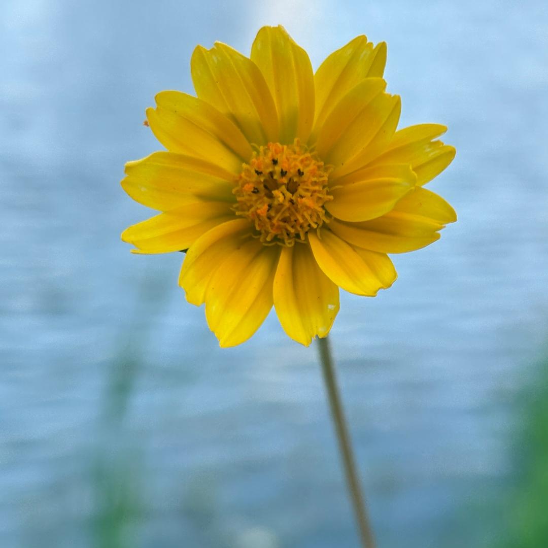 海蚀遗址地质公园-小花