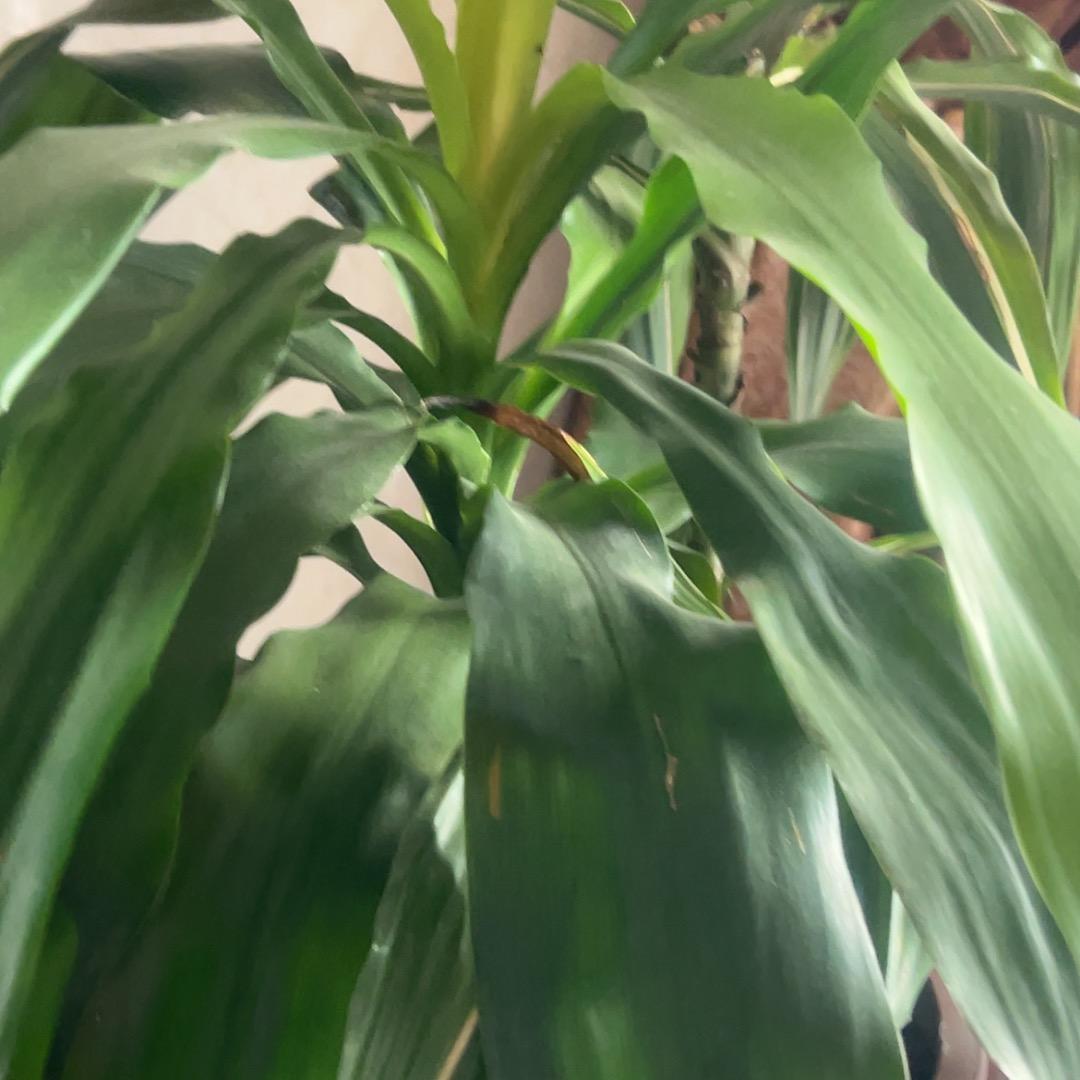 一生幸福
