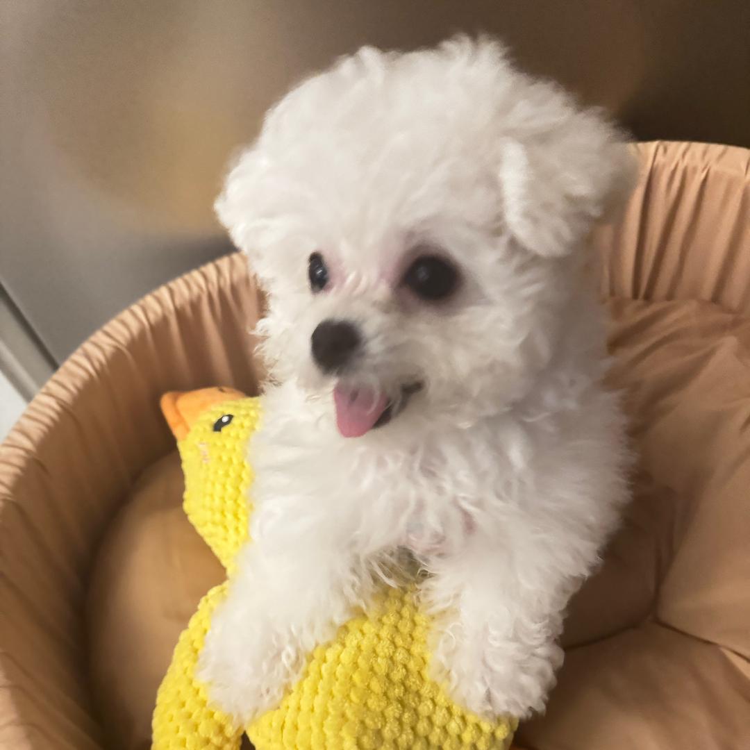 悠米有米超级米