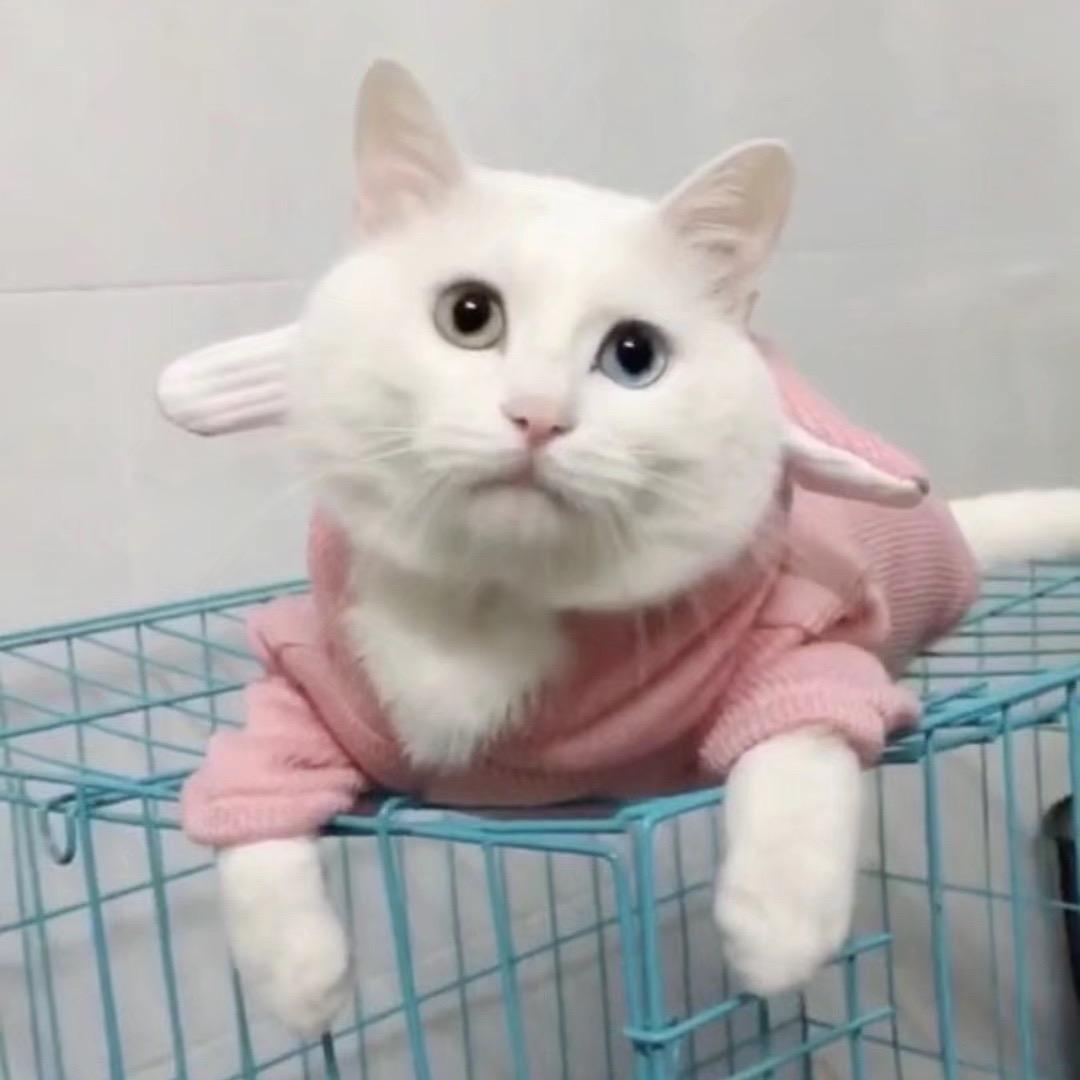 玫瑰窗外的服务生