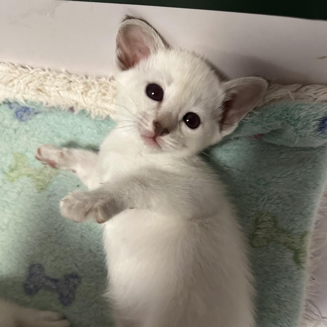 有一家暹罗猫