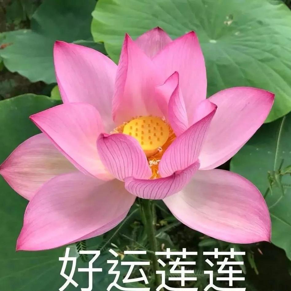 咔咔拆