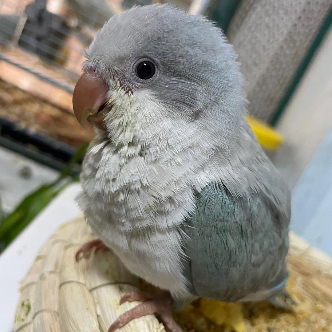鹦鹉奶爸