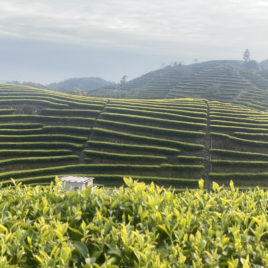 单丛茶农茶叶