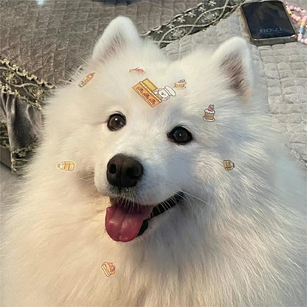 桔芒