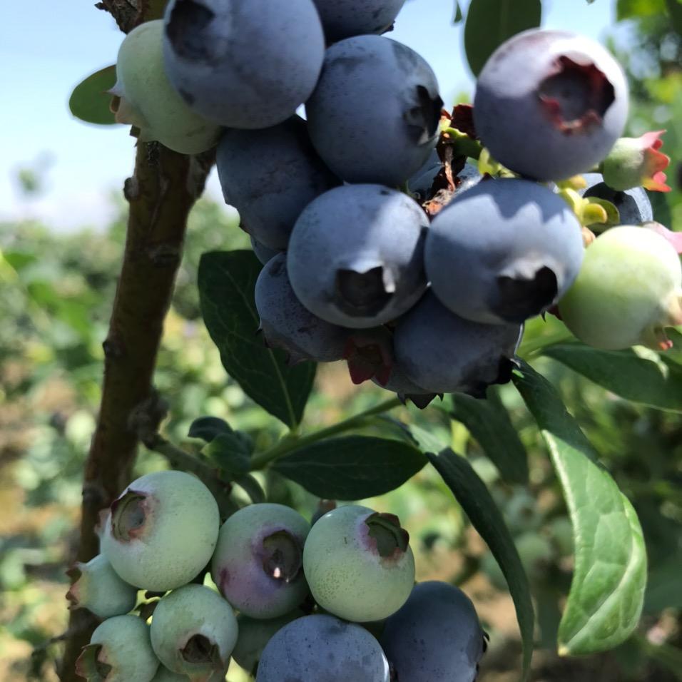 汉寿畅意佳蓝莓园