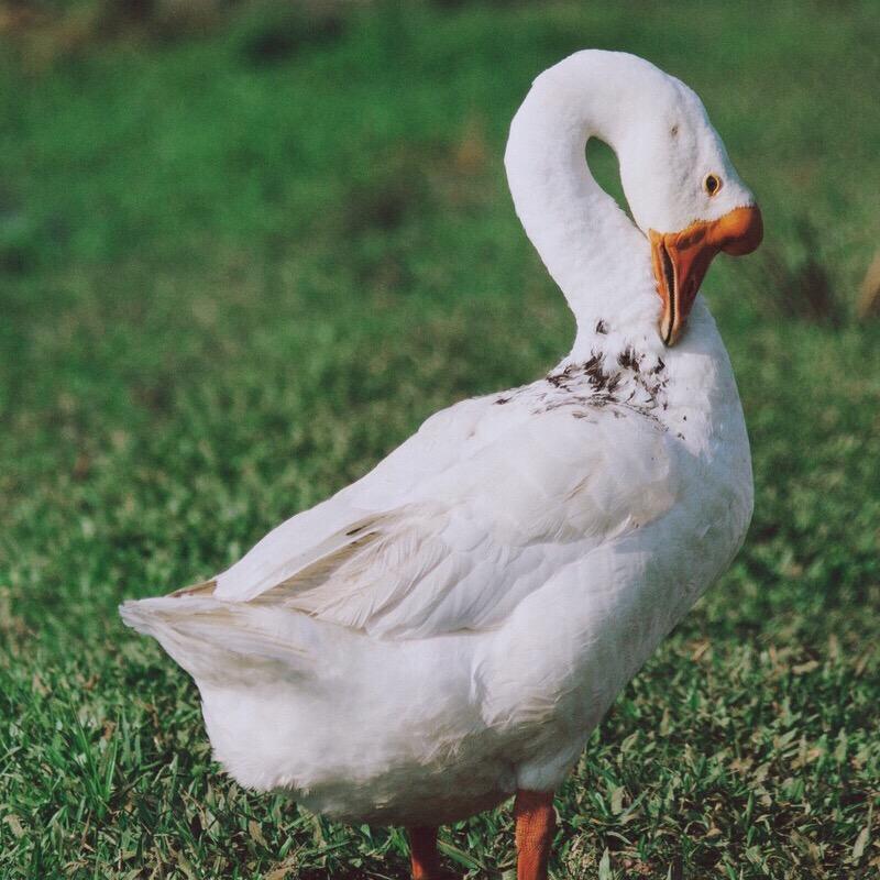 铁锅炖大鹅@