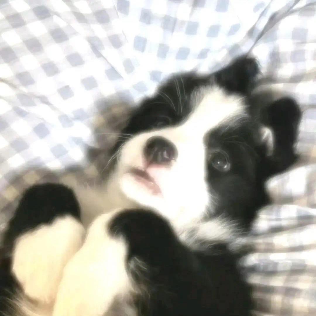 狼队皮蛋