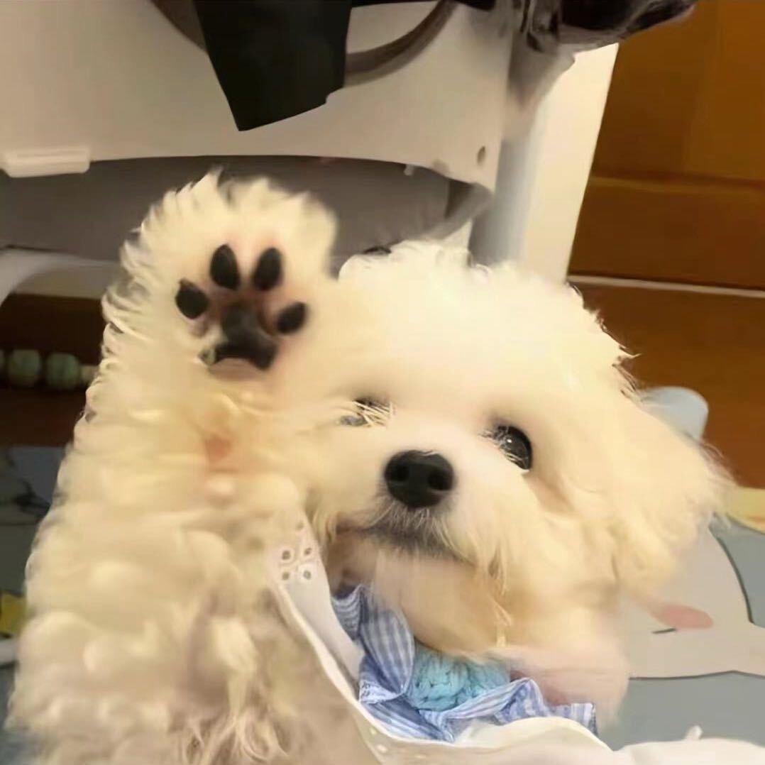 悲伤羅蛳粉