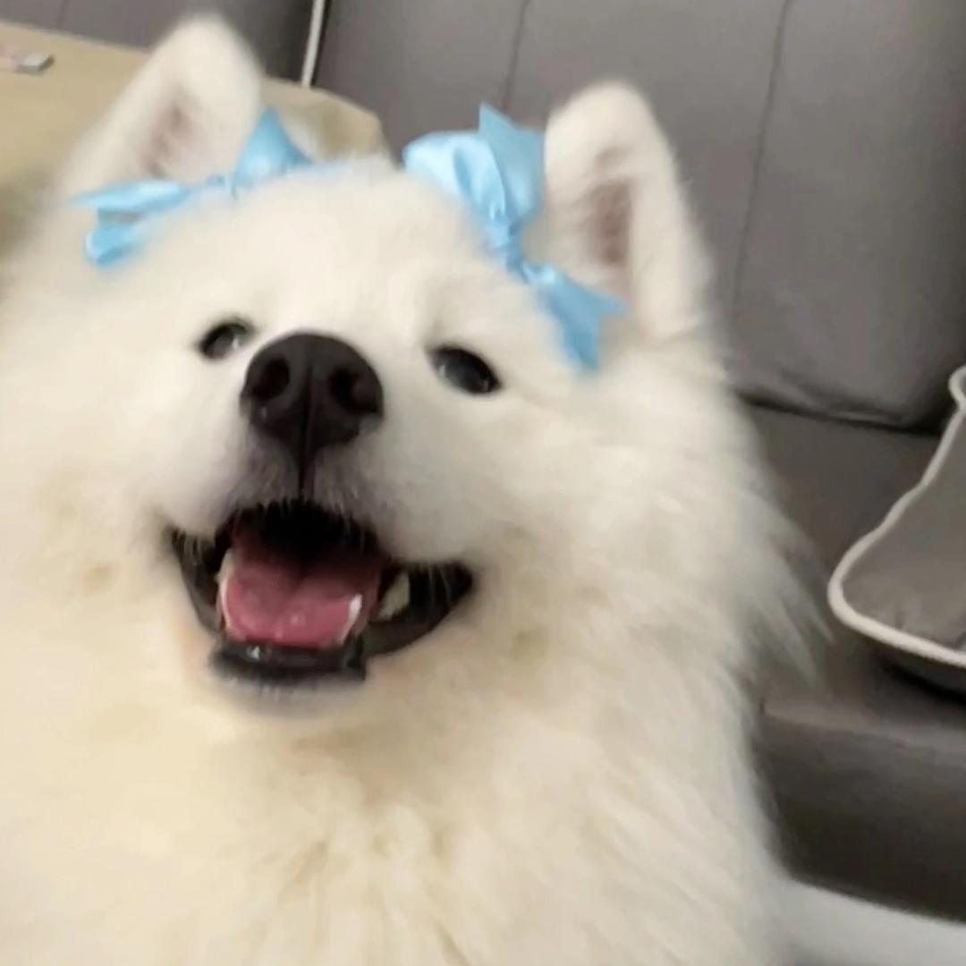 薯条耶耶
