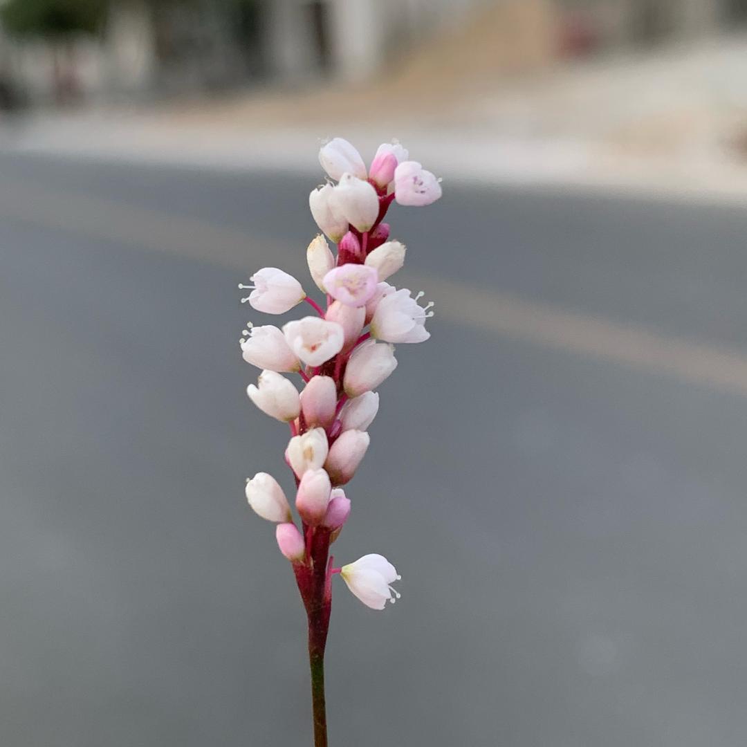 清一