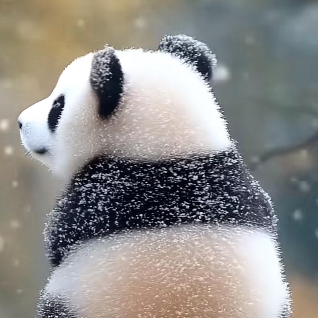 小会哥03
