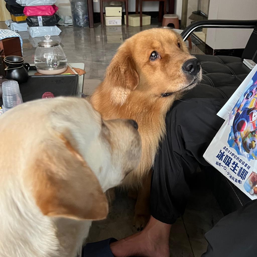 大米锅包肉の傻狗日记