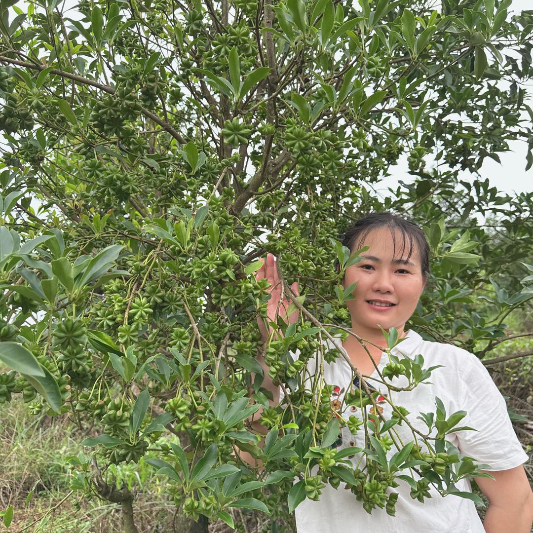 八角之乡小蓝姐苗场