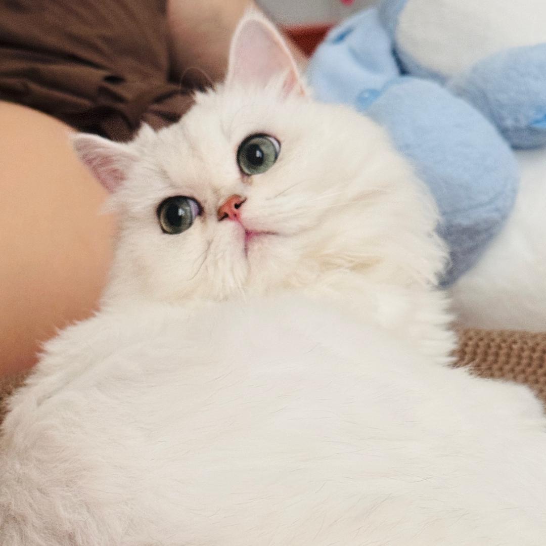 铁锤是只猫🐱
