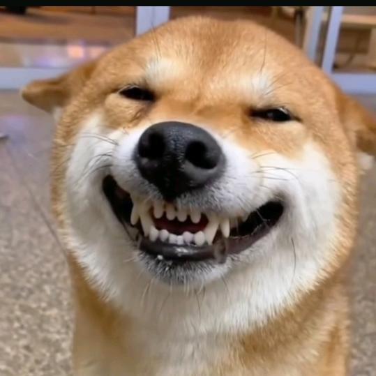 一只阳阳