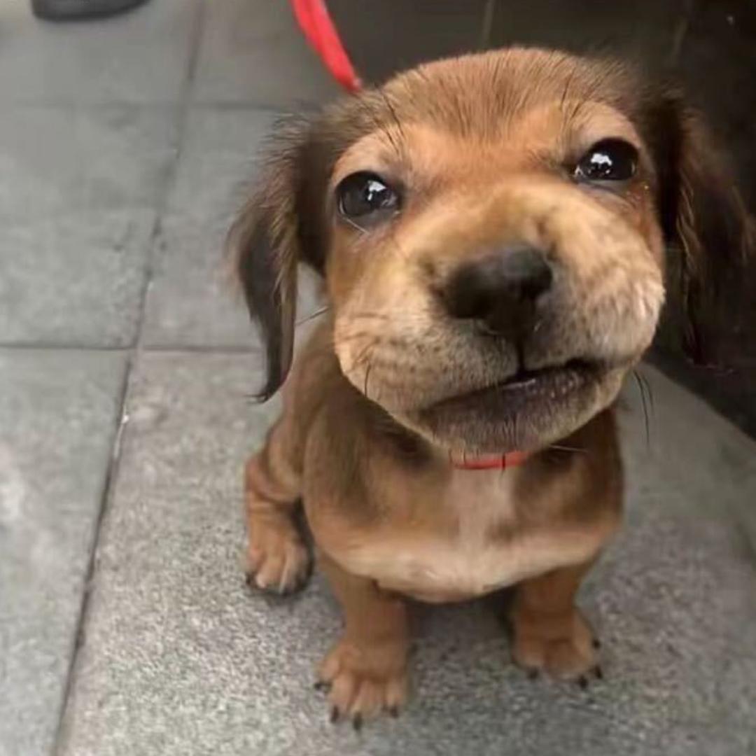 南京开满梧桐树