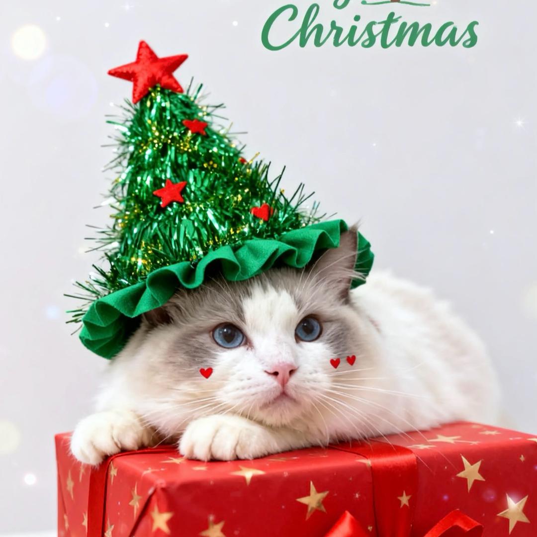 十五是布偶猫（不标准普通话版)