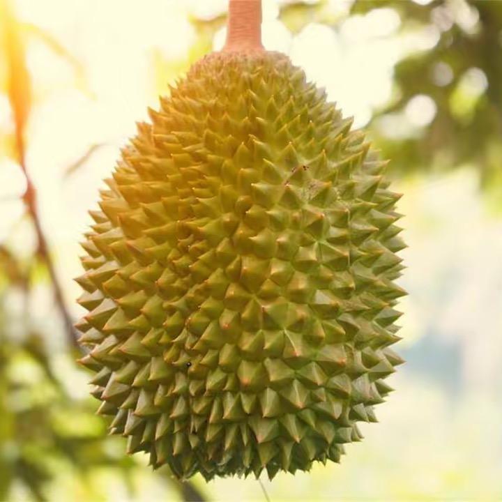 广州众力榴莲