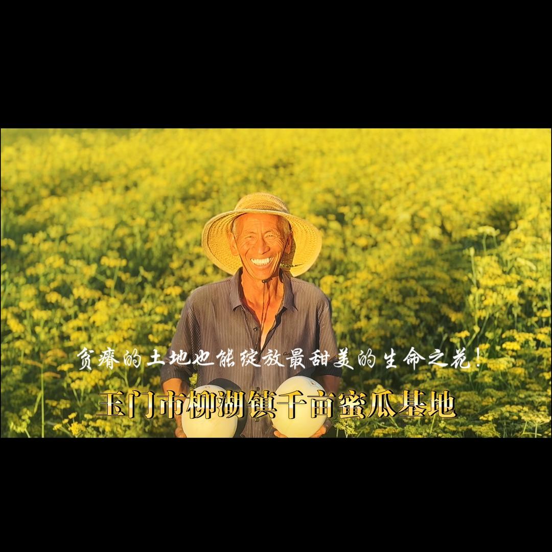 玉门柳湖千亩蜜瓜基地