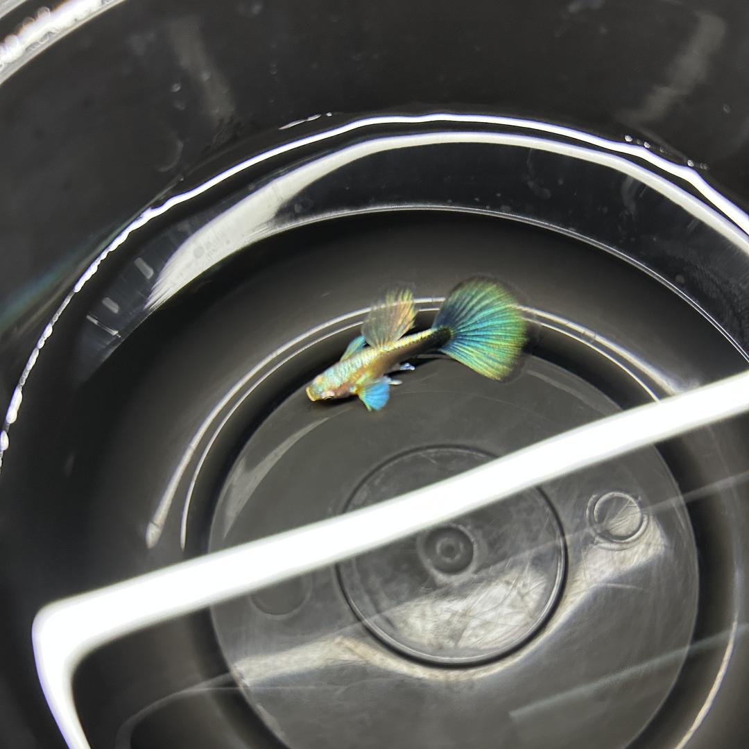 老铁孔雀鱼工作室