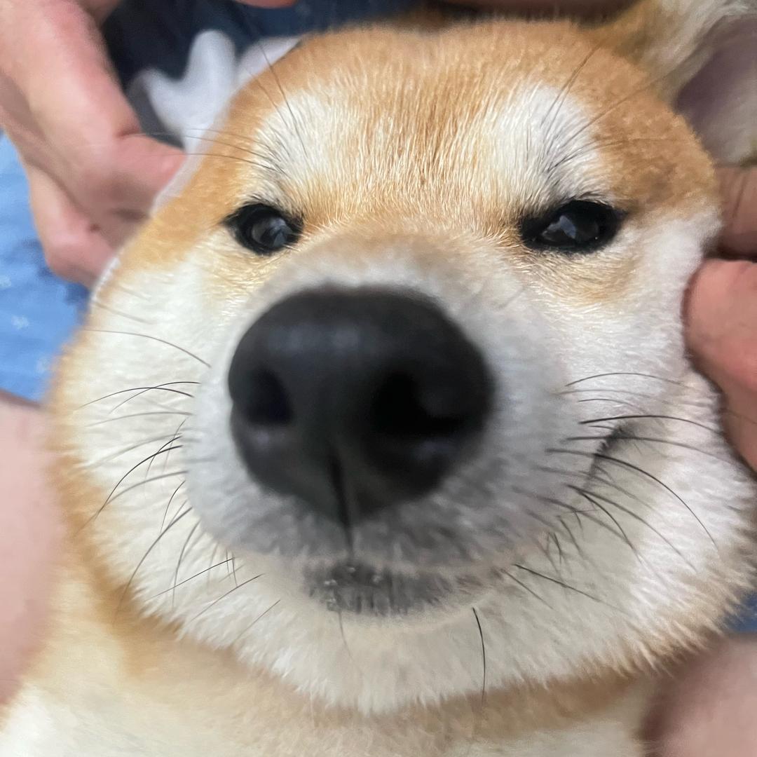 系摩卡桑