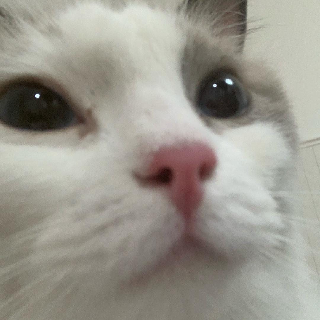 喵富婆