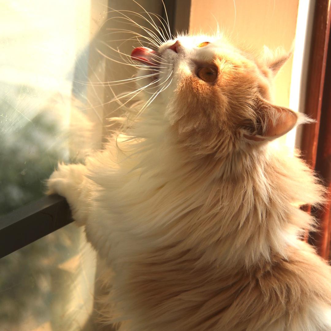 喵爹们（38只猫）