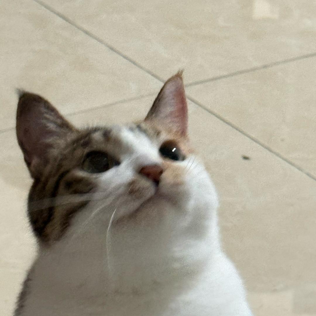 叶玖陆