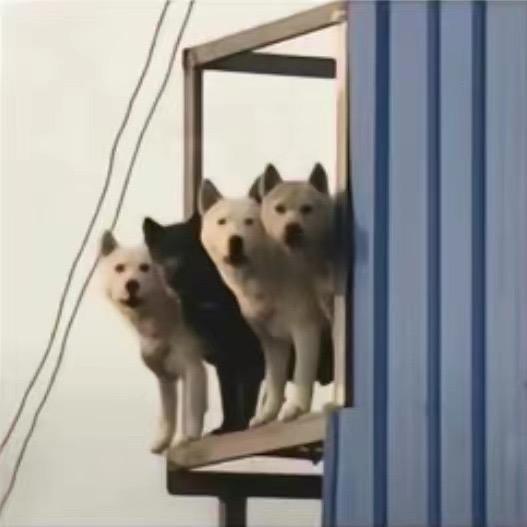 怨种贰零叁🙄️