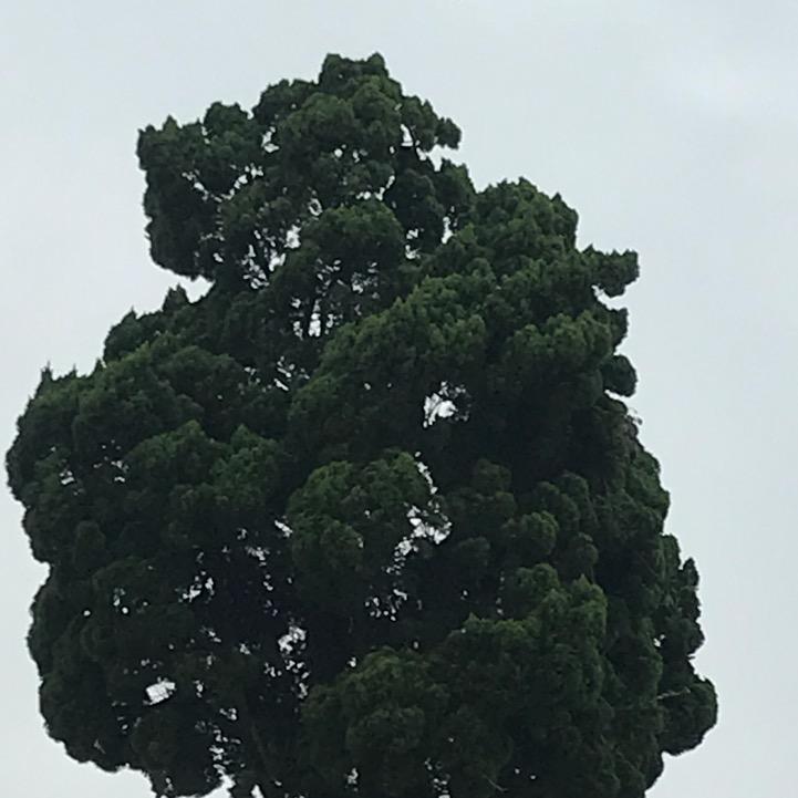 春风明月