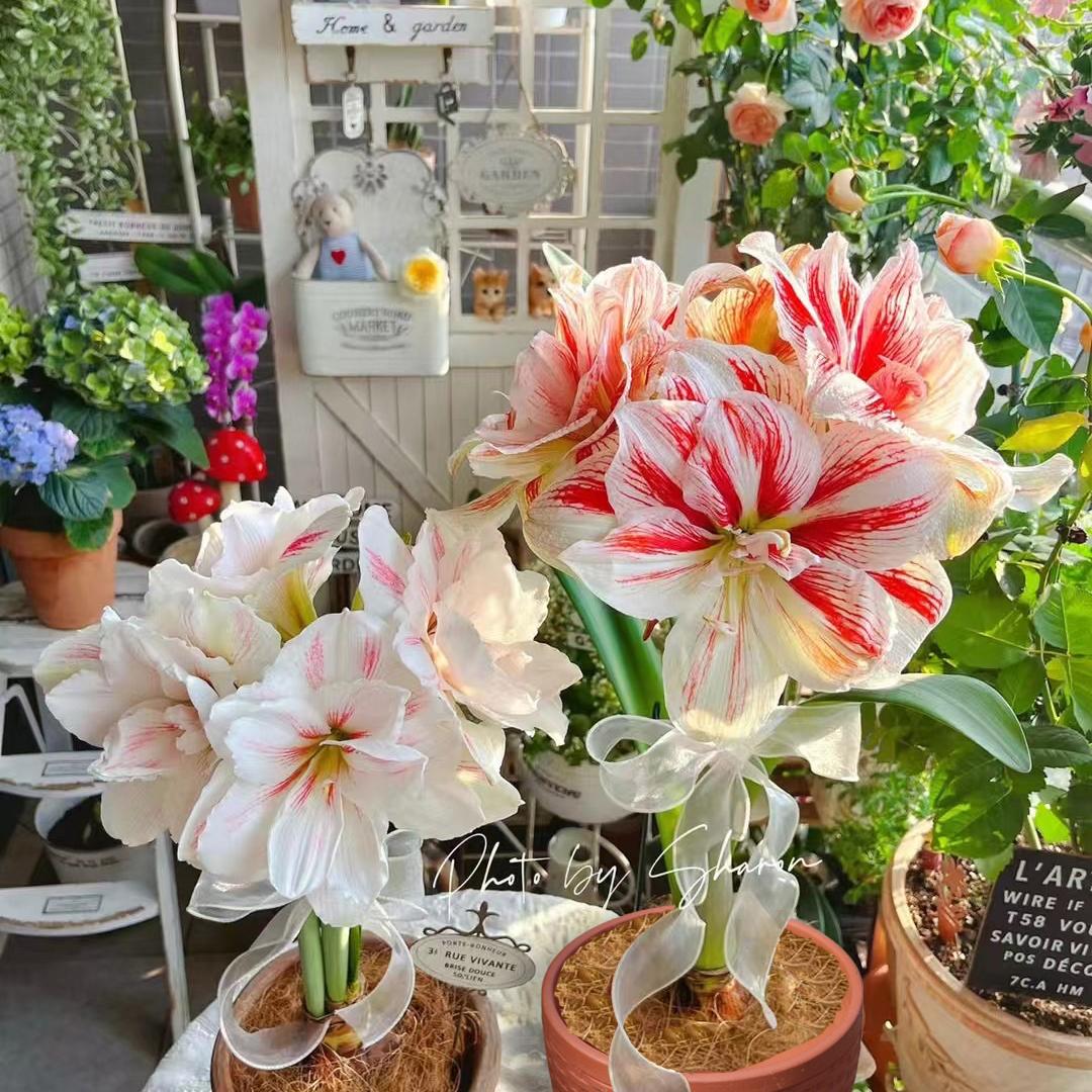 盆于晏(花盆优选)