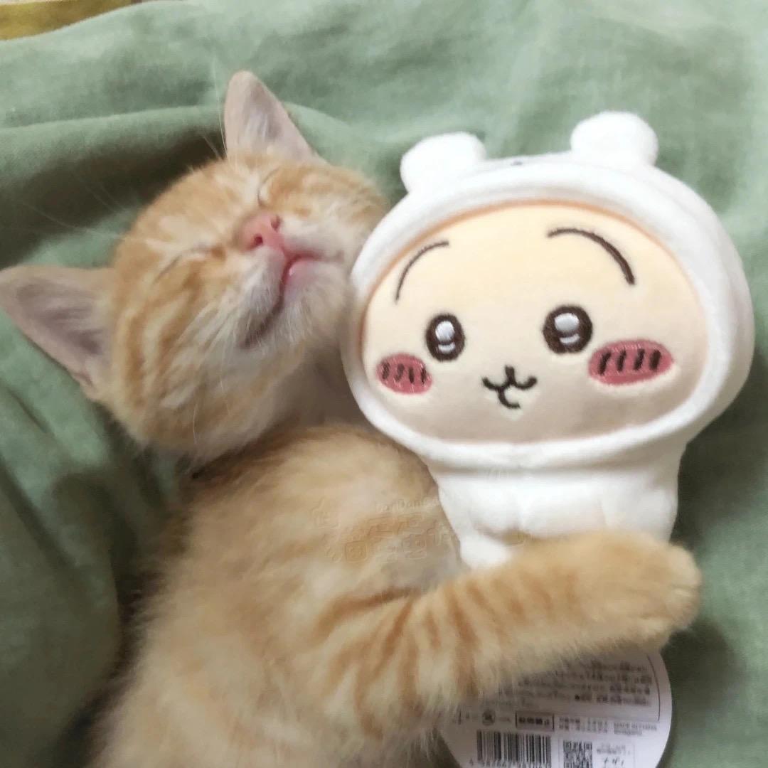 小鱼