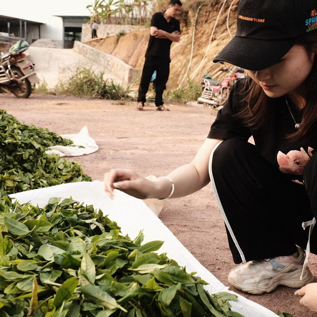 老百姓源头普洱茶