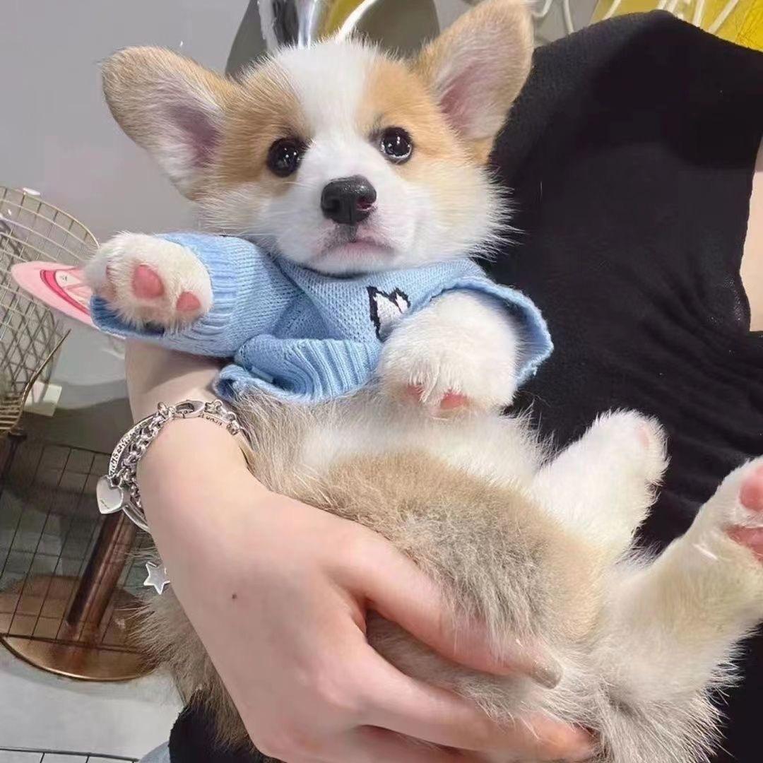 阿杰萌宠