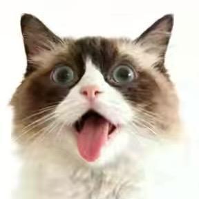 福福别掉毛🐱