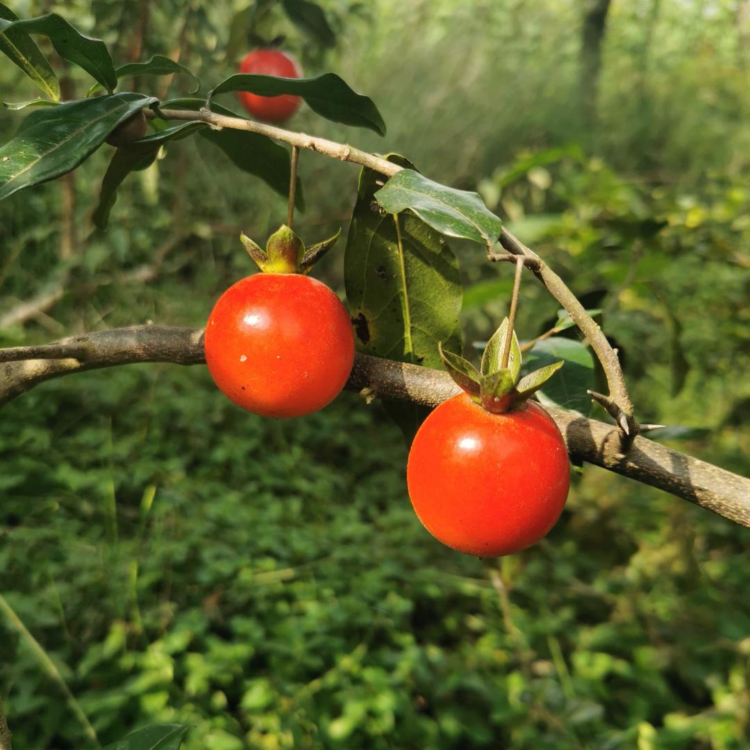 梓源金弹子严选