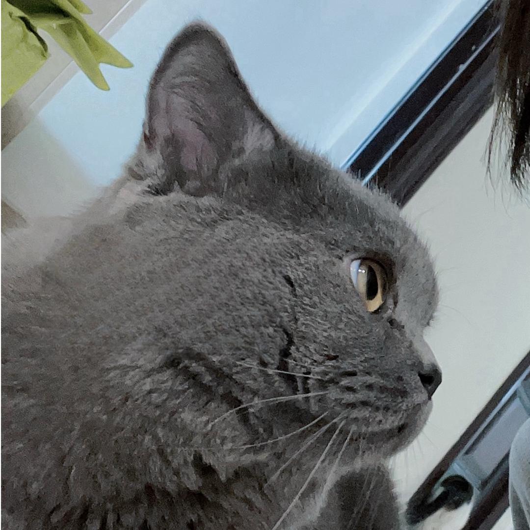米琪·萌宠