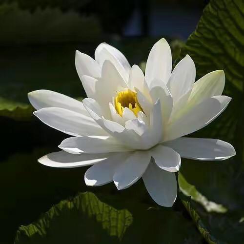 玄普大师
